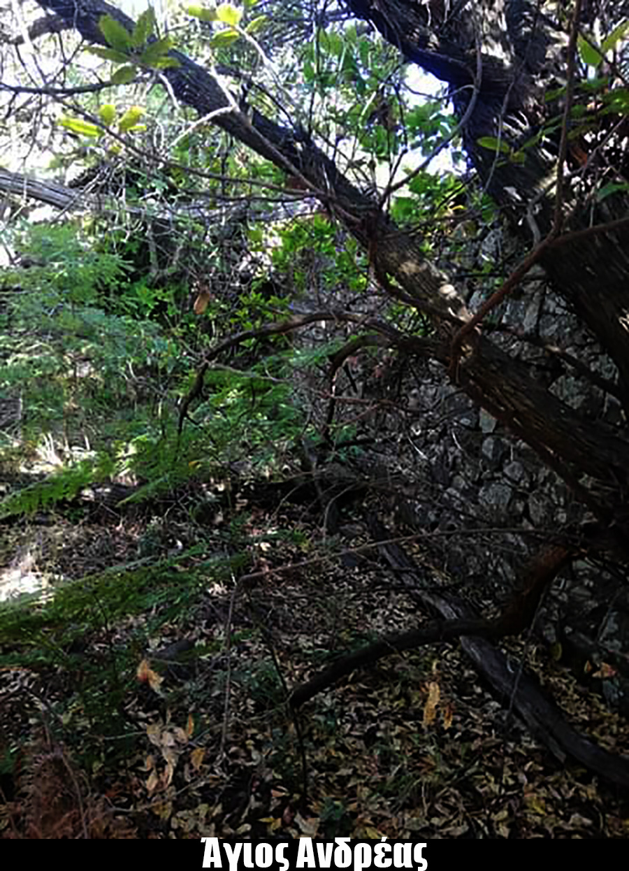 AG ANDREAS 1593147486610