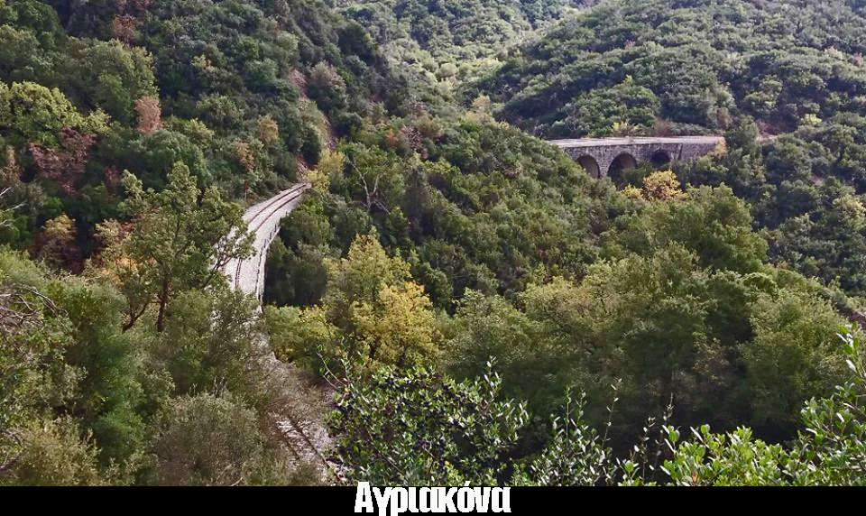 ΑΓΡΙΑΚΟΝΑ 01